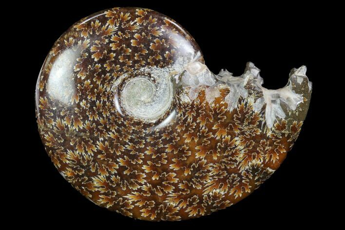 Polished, Agatized Ammonite (Cleoniceras) - Madagascar #97306
